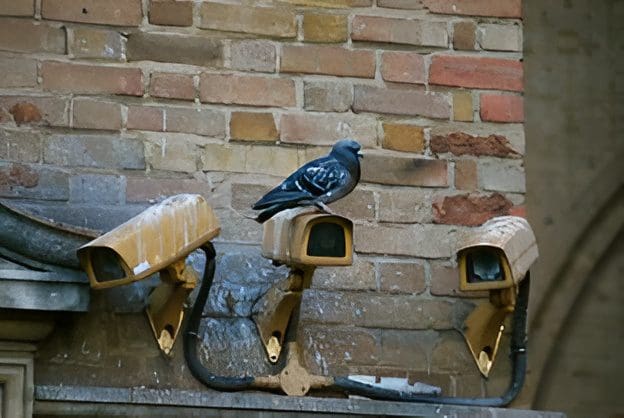 A pigeon perched on a security camera against a brick wall.